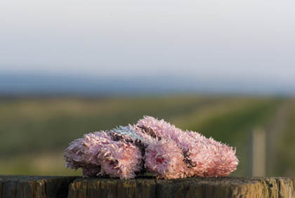 Pink Glove